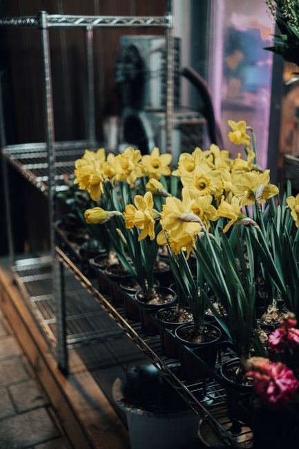 A row of potted yellow daffodils with bright, trumpet-shaped petals and long green stems, arranged on a metal shelving unit inside a florist shop. The plants are fresh with vibrant blooms and lush fol