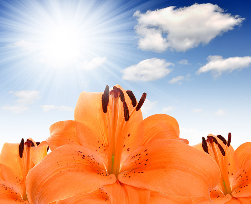 flowers flowers  / exuberant flowers