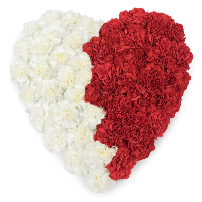 A striking, meticulously composed overhead shot of a large heart-shaped arrangement, curated from densely packed fresh carnations and set against a stark white backdrop to highlight its bold bicolour design. The heart is divided vertically into two distinct halves: the left rendered in creamy white carnations, their ruffled petals creating a soft, continuous field, and the right in saturated red carnations, each bloom's layered edges contributing to a deep, textured surface. Where the colours meet there is a deliberate, serrated seam with a saw-tooth motif - nine small triangular points shaping the transition - which gives the division a formal, emblematic presence rather than a casual blend. The lighting is clear and diffuse, allowing each carnation's crinkled silhouette and subtle shadowing to be appreciated, and suggesting a gentle floral perfume in the air. This specific jagged bicolour composition is strongly evocative of the Qatari flag, and thus the piece functions visually as both an expression of love and a symbol of national pride, suitable for diplomatic or cultural commemorations. Locally, it could be placed at civic events near Garston Docks or used in parish observances along the Mersey waterfront to honour connections between communities. The craftsmanship is precise and dignified, the colour contrast powerful, and the arrangement communicates devotion, identity and ceremonial grace with quiet confidence.