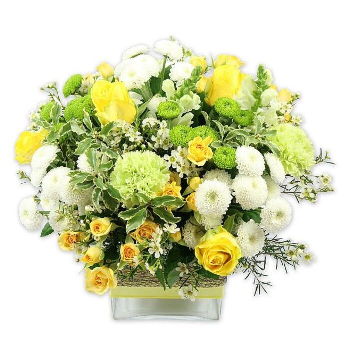 A lush, carefully sculpted floral arrangement forms a rounded dome of colour and texture, set in a transparent, square glass vase that rests against a clean white backdrop. At first glance, the eye is drawn to the radiant yellow roses at the centre, some in full bloom with wide-open petals, others in half-open or bud form, adding a dynamic sense of life and growth. Clusters of smaller yellow spray roses weave around them, intensifying the sunny palette while lending the composition a fine, intricate structure often seen in professionally crafted designs across Garston. Balanced among the yellows are plentiful white pompom chrysanthemums, compact and densely petaled, like soft, snow-white spheres that bring calm and cohesion to the bouquet. Lime green button chrysanthemums, small and perfectly round, sparkle between the larger flowers, giving lively contrast and a contemporary edge, reminiscent of the first spring greens along Garston's tree-lined roads. Larger, pale green, frilly blooms-resembling ruffled carnations or specialty green mums-soften the transitions between shades, delivering a gentle, refreshing hue that keeps the look light and airy rather than overpowering. The arrangement is richly backed by foliage: broad variegated leaves with creamy-white margins sit next to slender, darker sprigs of filler greenery, framing the blooms and adding depth and shadow. Tiny white filler flowers, delicate and star-shaped, are dotted throughout, creating a lace-like veil over the design. The square vase is wrapped around its middle with a rustic, natural-looking band-like woven bark or raffia-overlaid by a bright lime green ribbon that picks up the colour of the button mums. This thoughtfully composed piece feels joyful yet refined, an ideal centerpiece for a family celebration in a Garston home, a birthday surprise, or a congratulatory gift that speaks of freshness, optimism, and careful craftsmanship.