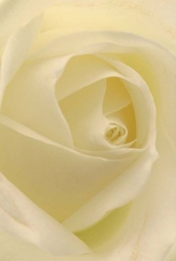 Nestled in the gentle embrace of Garston's quiet lanes, a single rose captures the eye with its swirling ivory and cream petals, each layer curling inward with poetic balance. The soft, diffused light-reminiscent of a lazy afternoon filtering across Garston Park-illuminates the flower's tender textures, revealing almost translucent edges tinged with the faintest hint of lemon. Every fold invites the mind's hand to linger, absorbing the serene calm and hope that resonates from a carefully crafted bouquet by a local florist. The atmosphere suggests a hush before celebration or the pause of reflection-perfect for anniversaries in a family kitchen overlooking Springwood Avenue or as a silent comfort beside a hospital bed at Whiston. There's an understated luxury in the bloom's velvety feel and in the suggestion of a barely-there fragrance-subtle, sweet, and entirely familiar to those who know Garston's florists best. This rose, composed with meticulous attention, is a symbol of grace and unspoken sentiment. Its quiet power speaks not in grand gestures, but in the purity of form and light. It is a floristic offering as timeless as love itself, cherished for comfort, gratitude, and the artistry of Garston's floral community.