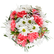 This enchanting bouquet, created by Garston's skilled florists, is a poetic tribute to the gentle joys of spring and summer in the heart of the community. The focal white daisies gleam with youthful purity, their golden-green centres reminiscent of fresh beginnings, while bountiful coral-pink carnations, plush and layered, bring a warm, romantic energy to the ensemble. Feathery gypsophila threads through the bouquet like soft Garston sunlight dappling across allotments, adding clouds of delicate texture and subtle volume. Sprigs of blush-tinted alstroemeria emerge with unassuming grace, their future blooms hinting at enduring affection. Silvery eucalyptus leaves intermingle with deeper, cool-toned greens, offering not just visual contrast but a clean, invigorating scent evocative of walks down Garston's leafy lanes. The bouquet's round, balanced form is thoughtfully composed to evoke celebration, gratitude, or simple serenity. Its uplifting palette and inviting textures make it the perfect companion for marking special occasions-a birthday, anniversary, or just a thoughtful gesture for a Garston friend. The arrangement feels timeless, its meticulous design and fresh-cut vitality reflecting both an expert's touch and the enduring warmth of Garston's close community. Delivered locally with care, it brings nature's beauty straight to your door.